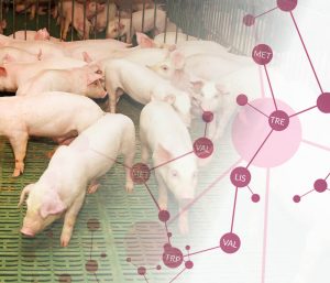 Low-crude-protein diets in pig production