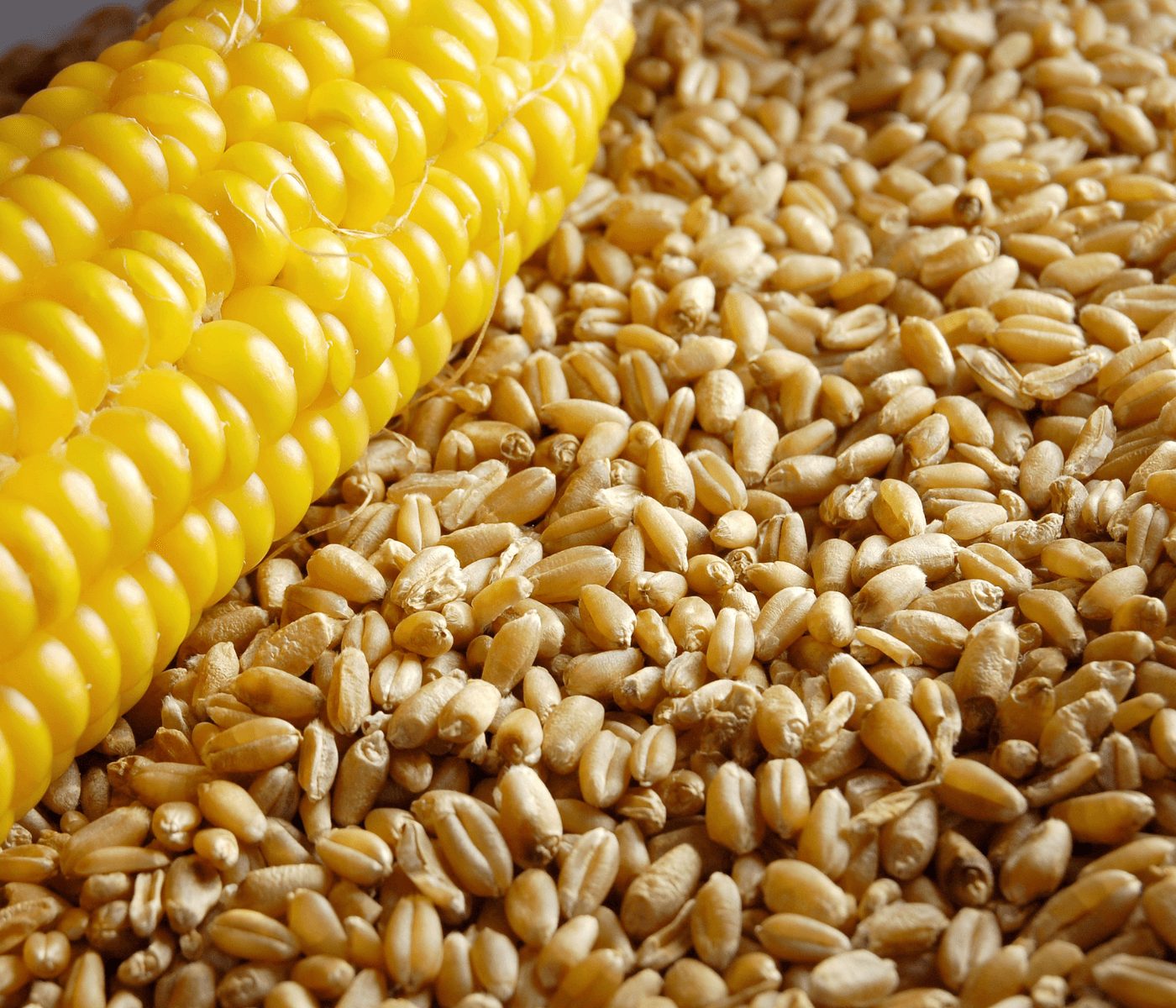 Ucrânia espera queda das exportações de trigo e milho 2023/24