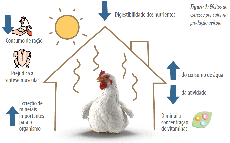 efeitos-do-estresse-termico-avicultura
