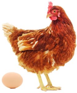 gallina-puesta-requerimientos-vitaminas