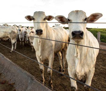 gasto-com-nutricao-diminui-animais-confinados