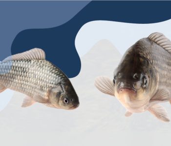 hidrolisado-proteico-na-nutricao-de-peixes