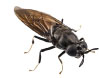 insectos-nutricion-animal-mosca-soldado-negra