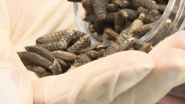 Revolutionizing Livestock Feeding: Harnessing the Power of Insects