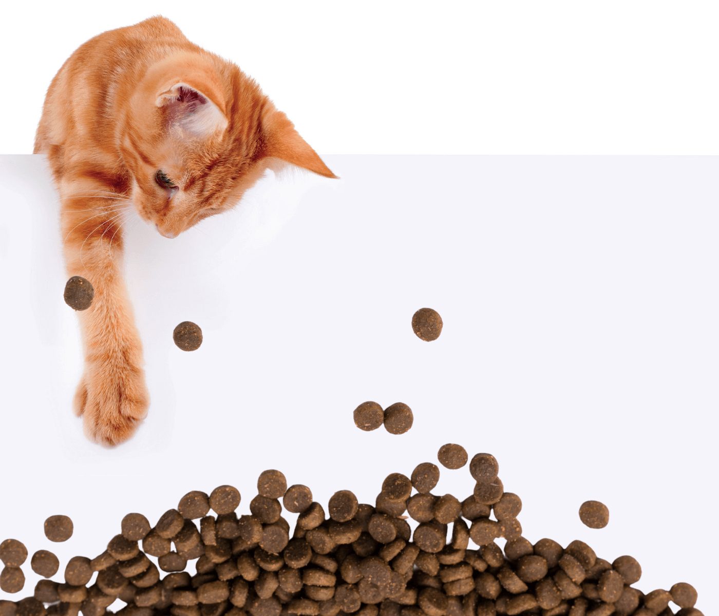 Fatores que afetam a palatabilidade em alimentos para gatos