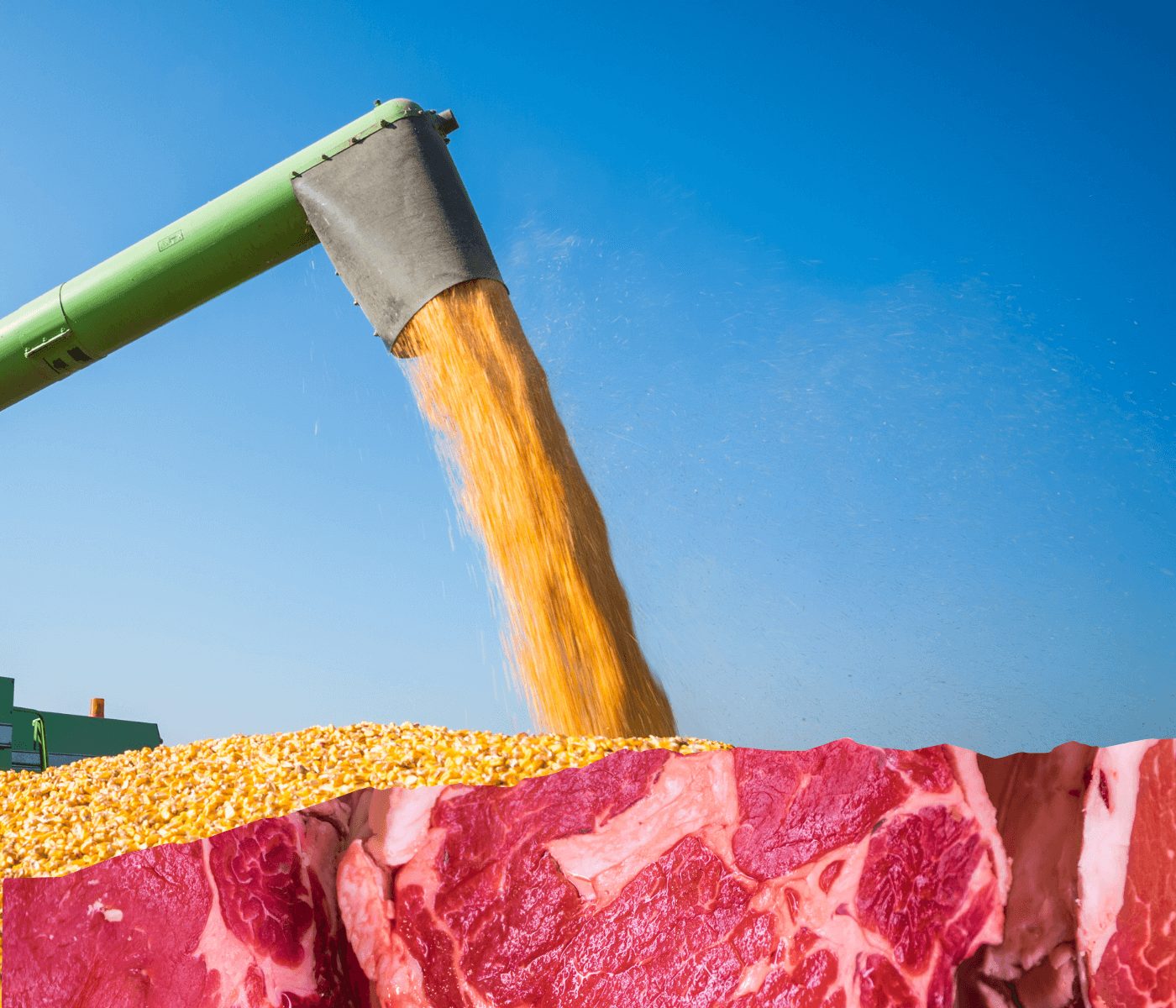 Por que a boa safra de milho puxa o preço da carne para baixo?