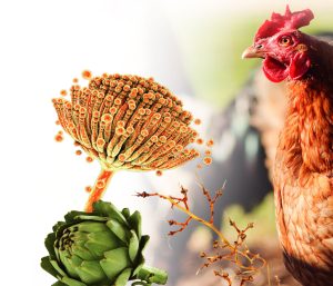 Alternativas para la descontaminación de micotoxinas en la industria avícola
