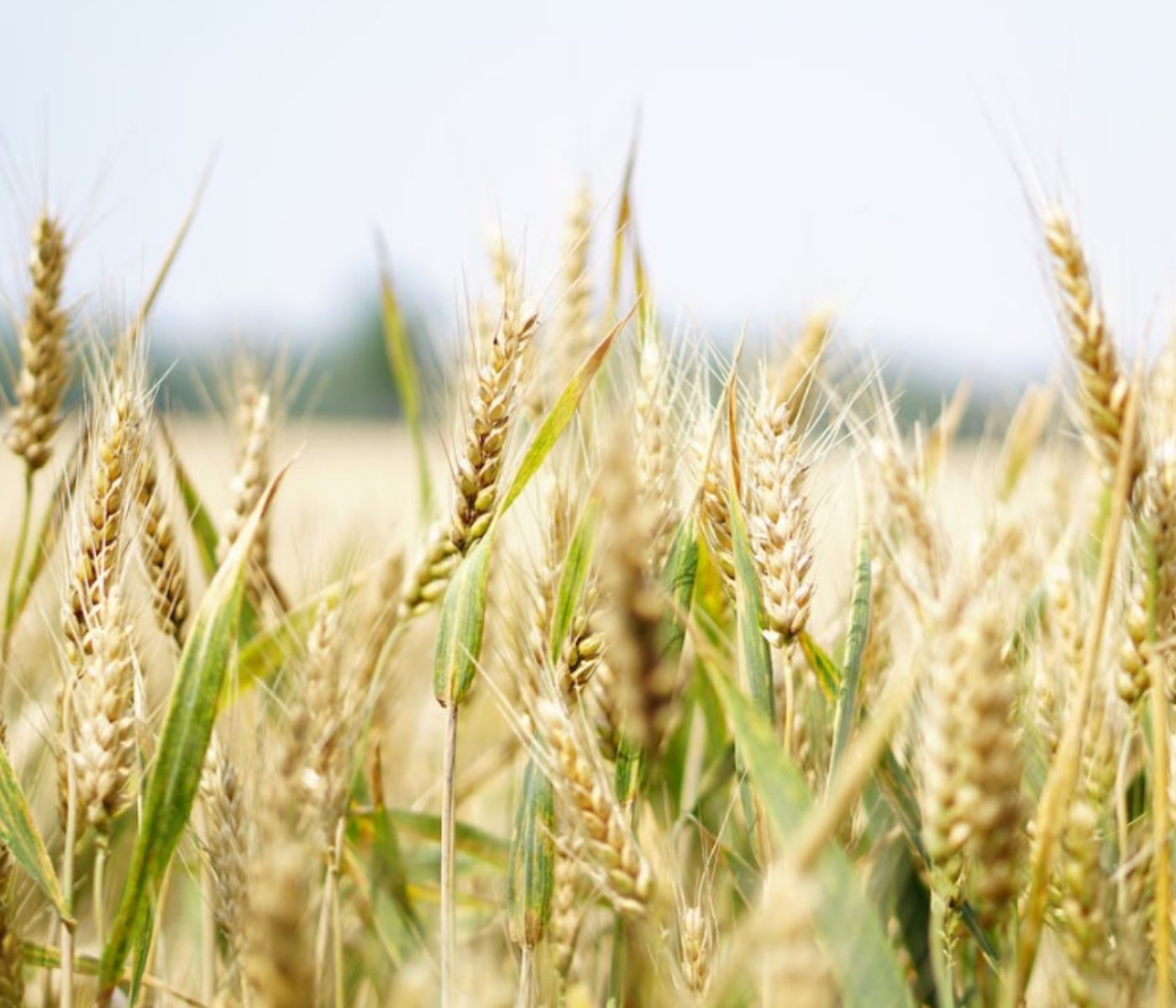 En 15 días, el precio internacional de la soja cayó 5% y el del trigo 12%