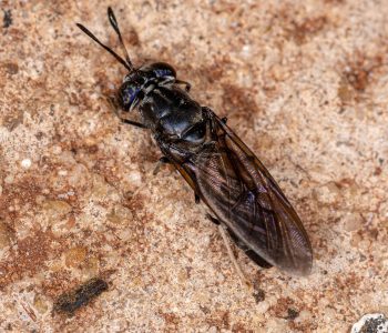 ufpe-biofabrica-mosca-soldado-negra