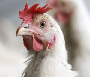 Impacto de las principales enfermedades intestinales en producción avícola