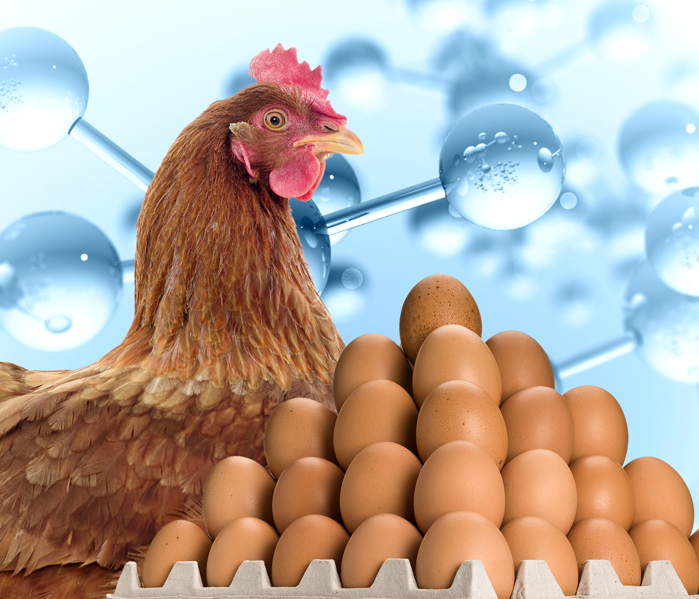 Optimización de la producción de huevos