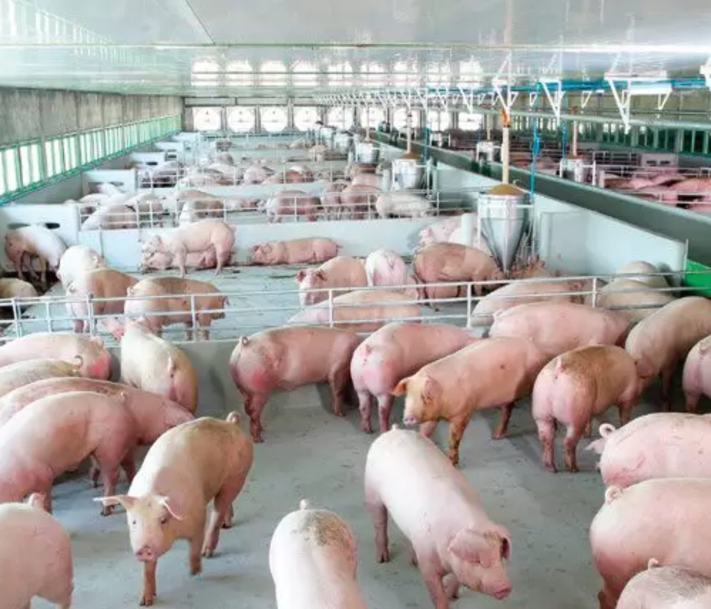 Animal welfare: Establishing a reliable evaluation system for pigs