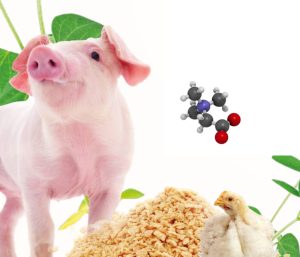 KOLIN PLUS: A HERBAL ALTERNATIVE TO CHOLINE CHLORIDE