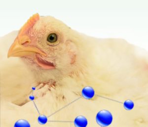 The impact of amino acid levels during rearing on broiler...