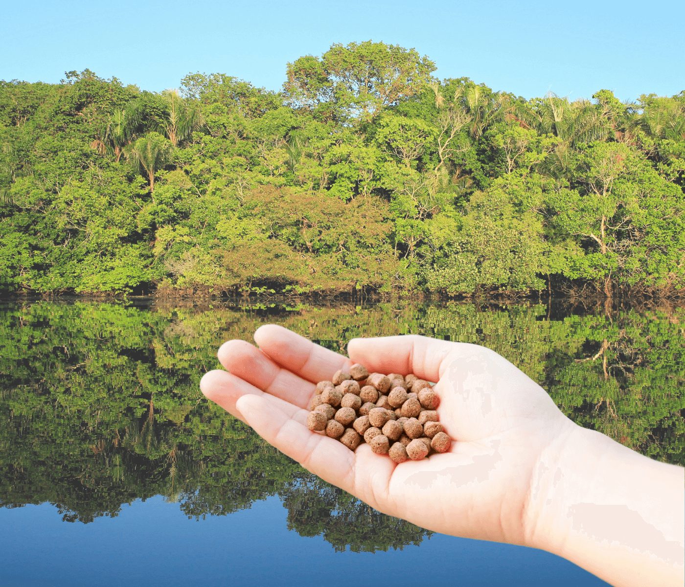 Piscicultura: Amazonas pode produzir ração orgânica, diz pesquisa