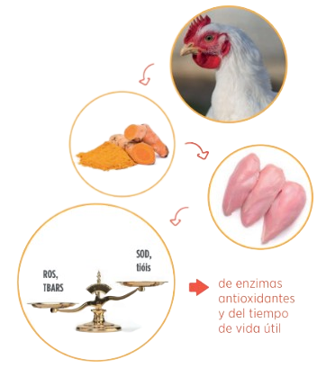 ácidos grasos pollos