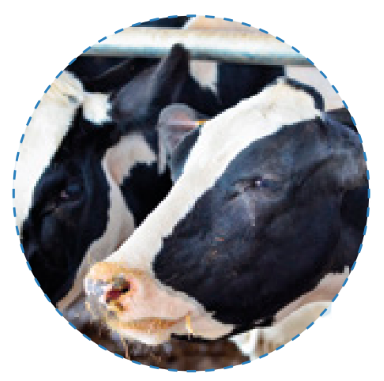 Controlling Residual Feed Intake: Maintaining a balance