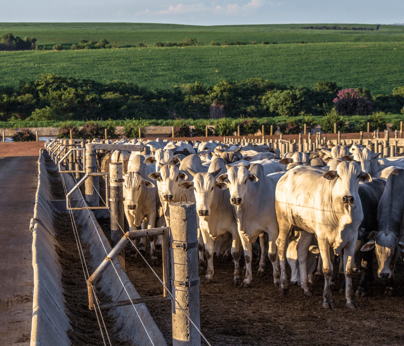 Censo de Confinamento projeta 7 milhões de bovinos confinados em 2023