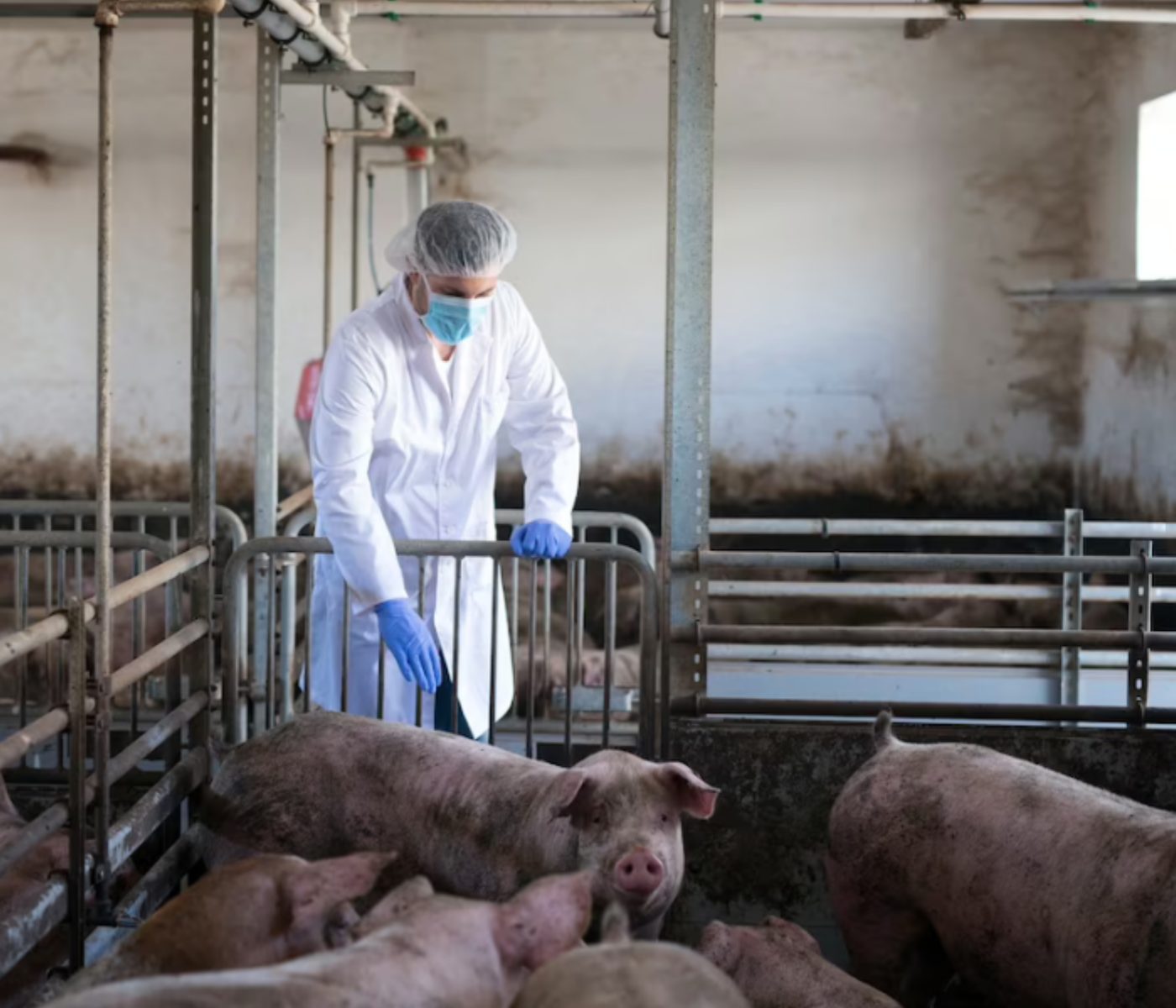 ¿Puede Natu-B4 reducir el coste de producir cerdos?
