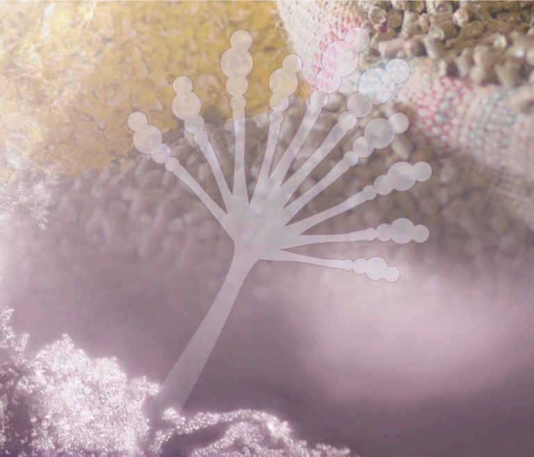 Endotoxins in animal feed and their relationship with mycotoxins
