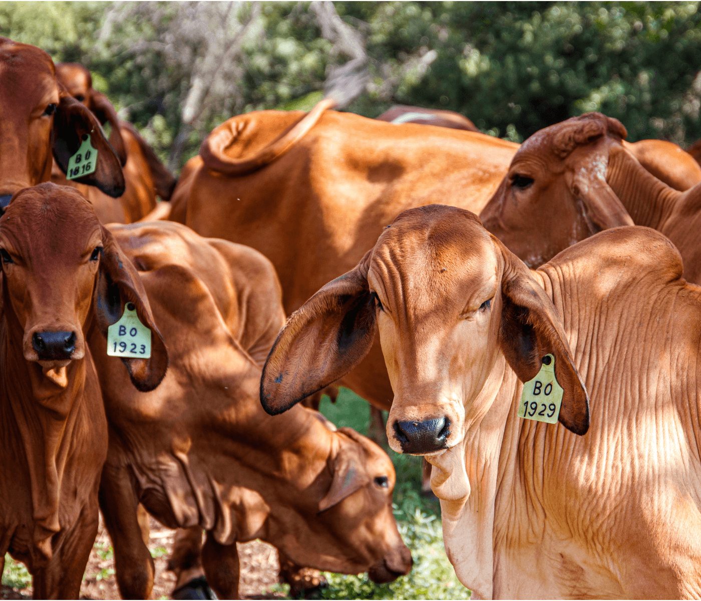 Researchers develop a feed intake-regulating supplement for cattle