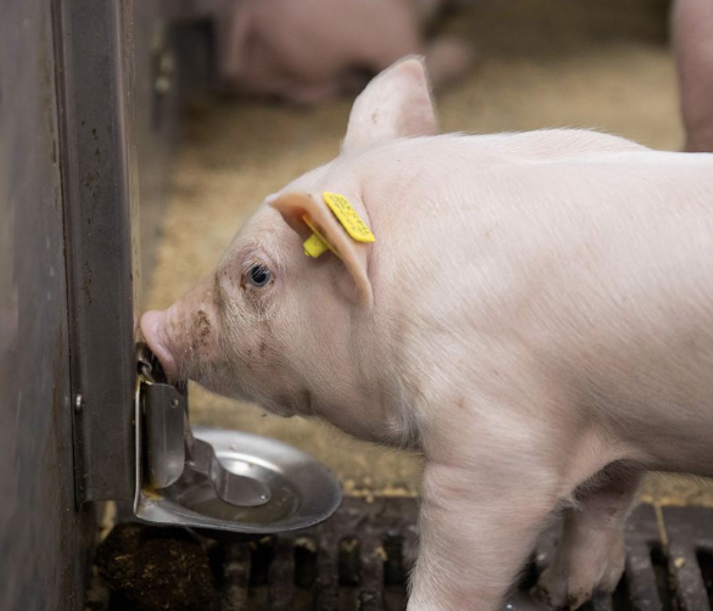 Cómo la levadura viva mejora la resistencia de los cerdos al estrés térmico