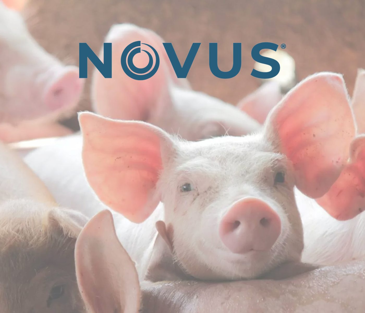 El programa NOVUS apoya la rentabilidad de los Grow-Finisher