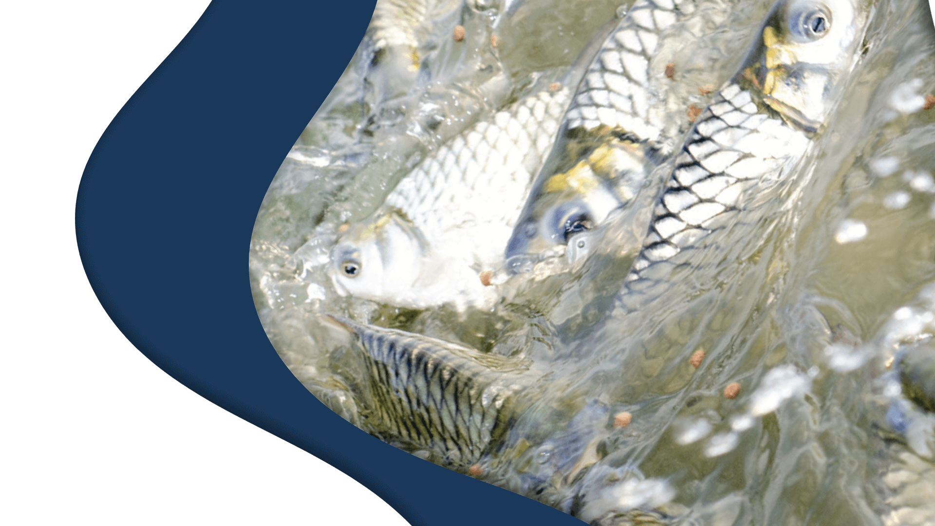 peixes-hidrolisado-proteico