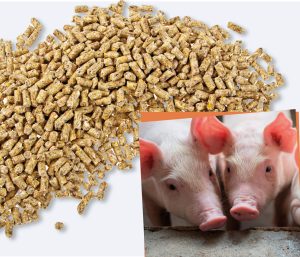 The importance of Transition Nutrition for Sows and Piglets