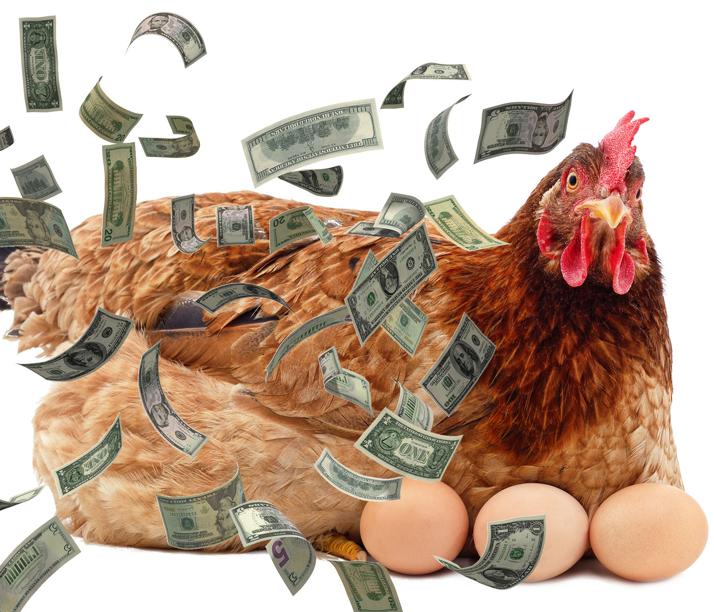 Nuevo postbiótico genera retorno económico en gallinas ponedoras