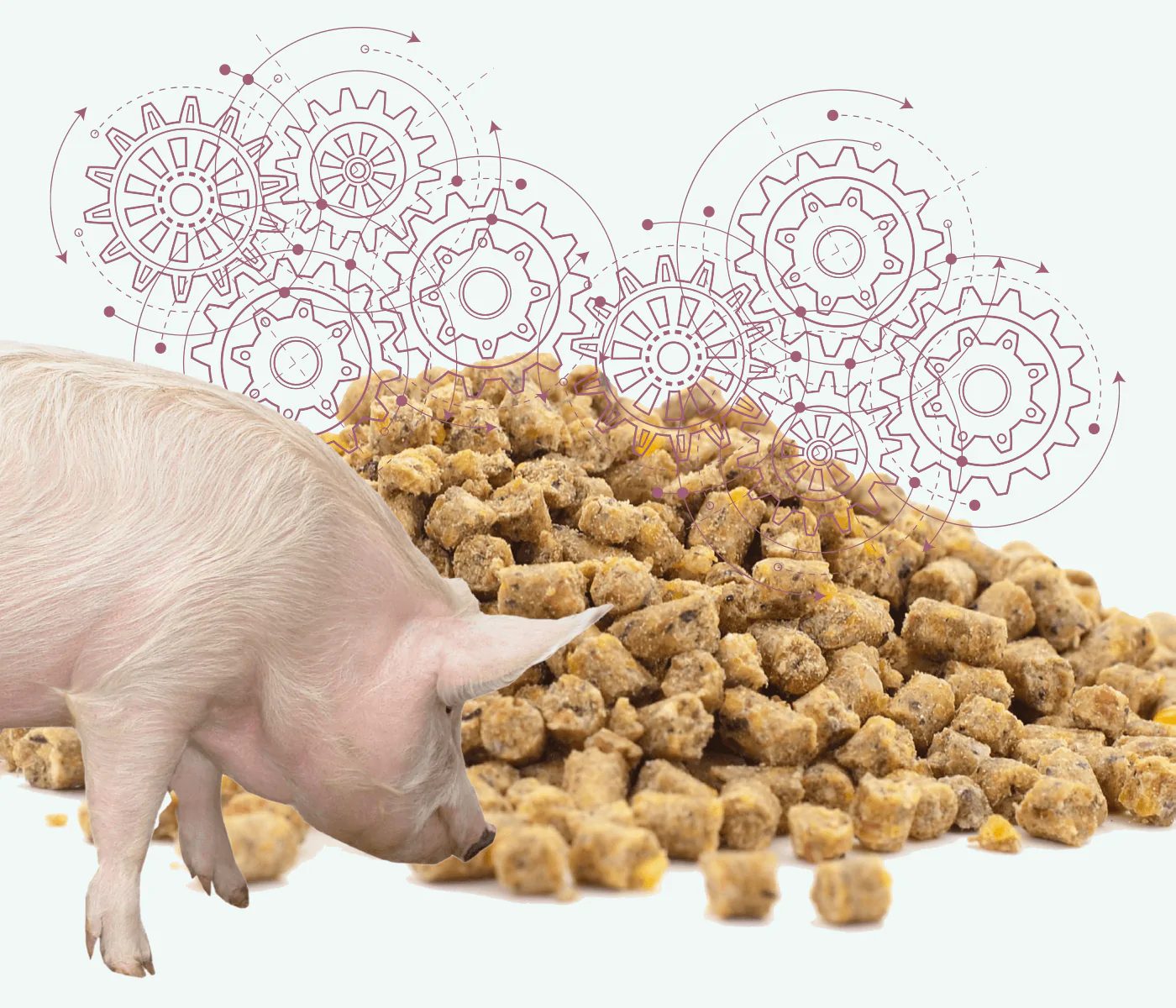 Examining pig feeding systems according to production stages
