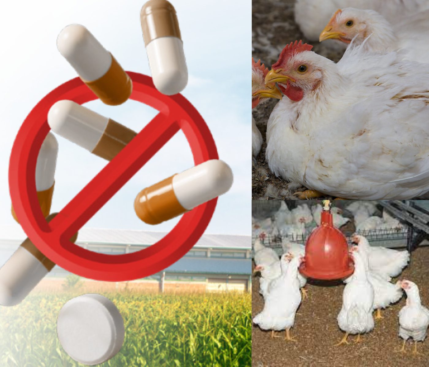 Nutritional & Feeding Strategies for Antibiotic-Free Poultry Production