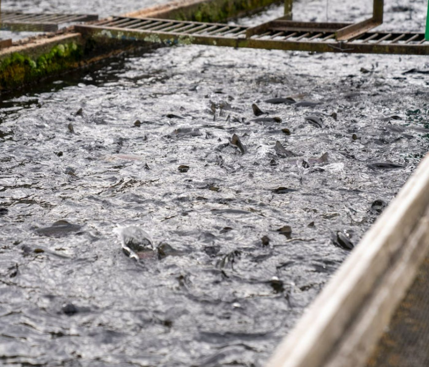 Bajadas en los precios de piensos de engorde para acuicultura