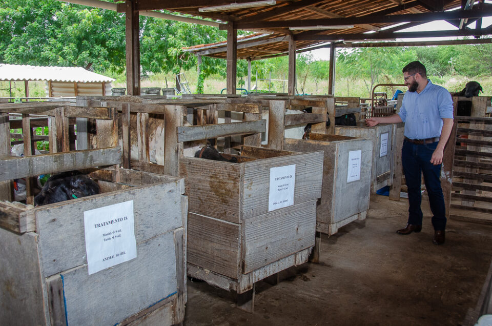 pesquisa-propolis-alimentacao-animal