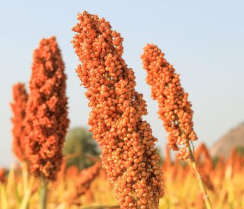 idr-parana-realiza-dia-de-campo-sobre-sorgo-para-bovinos