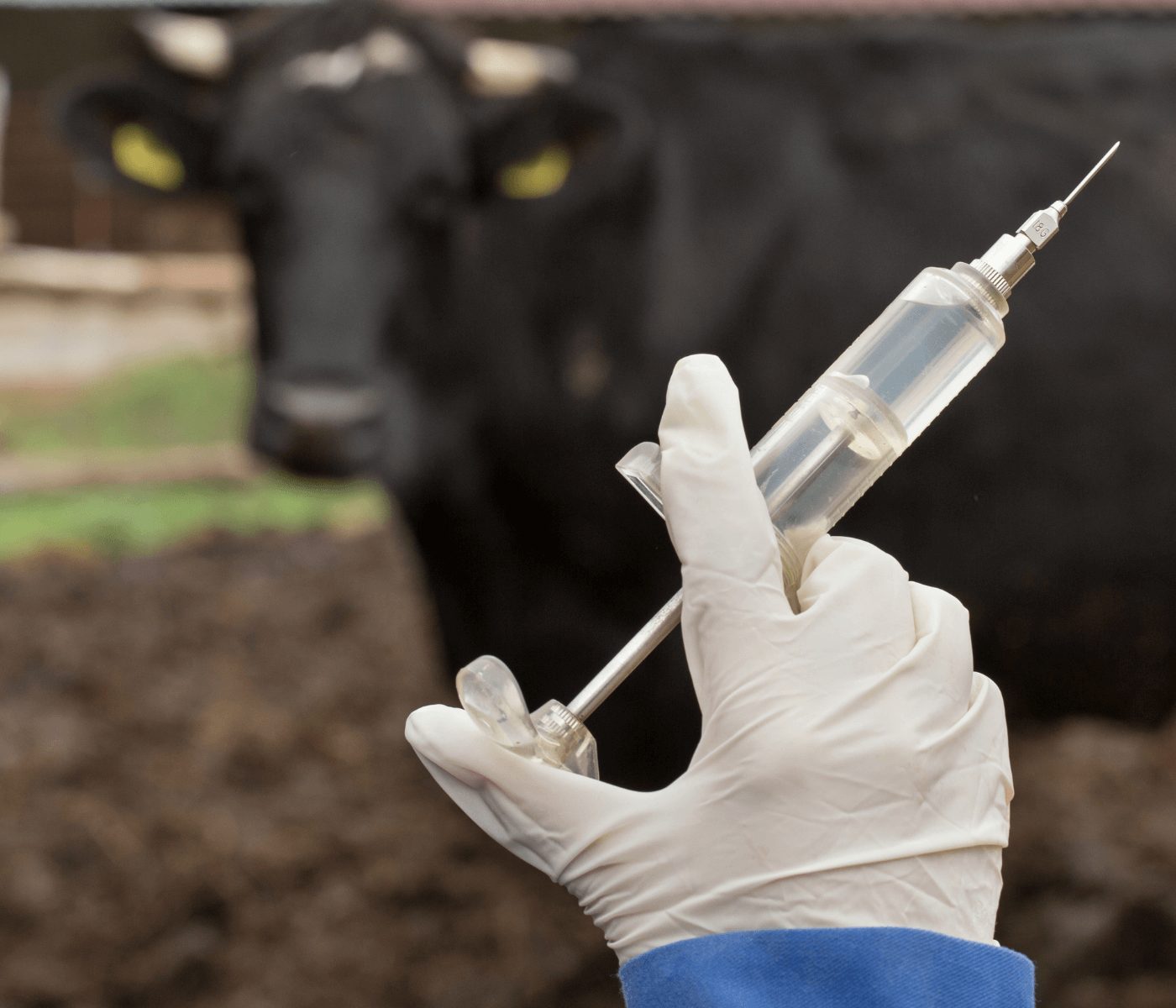 Impactos na pecuária com a suspensão da vacinação contra a febre aftosa