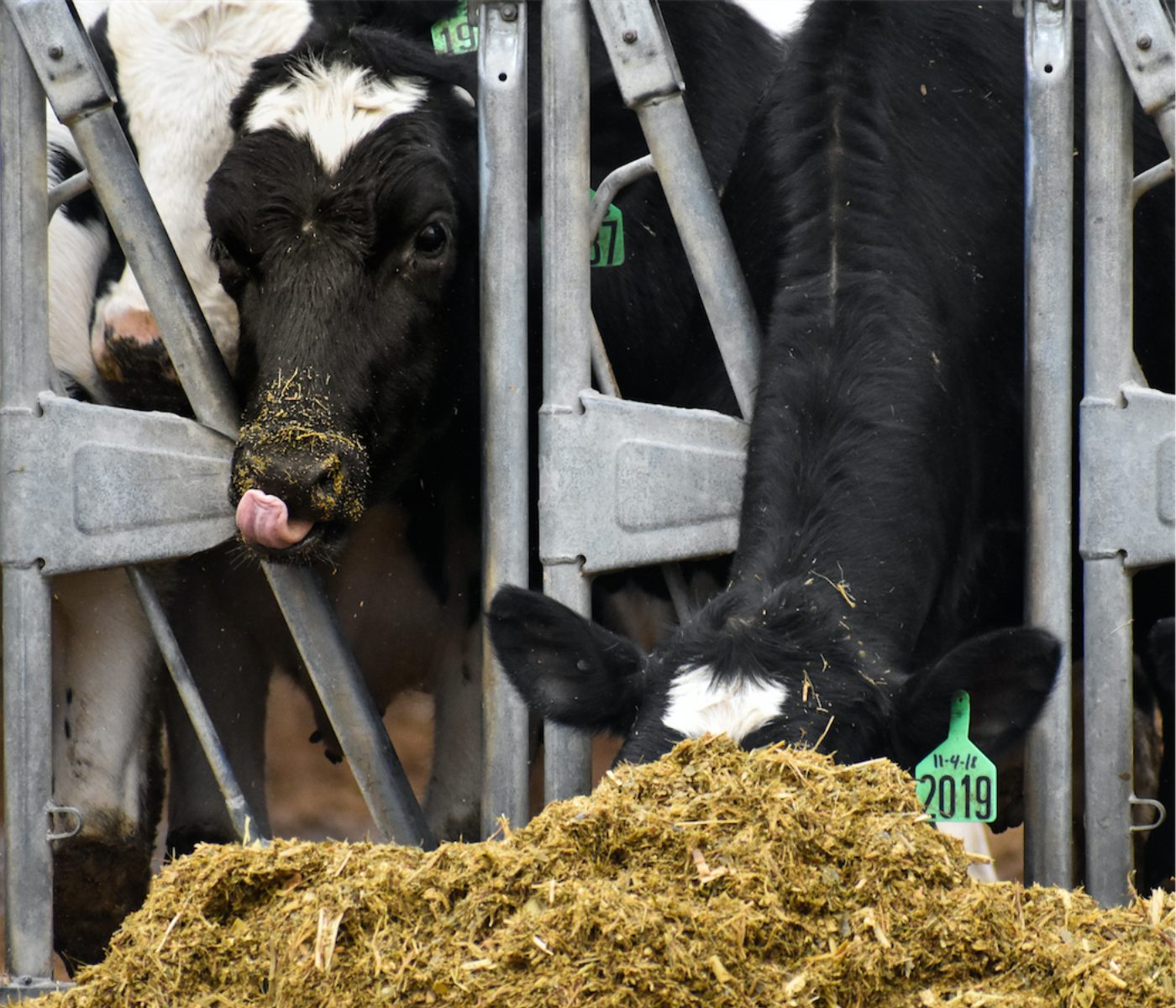 La eficiencia alimentaria y la huella ecológica de las vacas lecheras