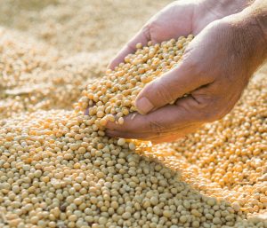El USDA reduce su estimación de producción de soja a...