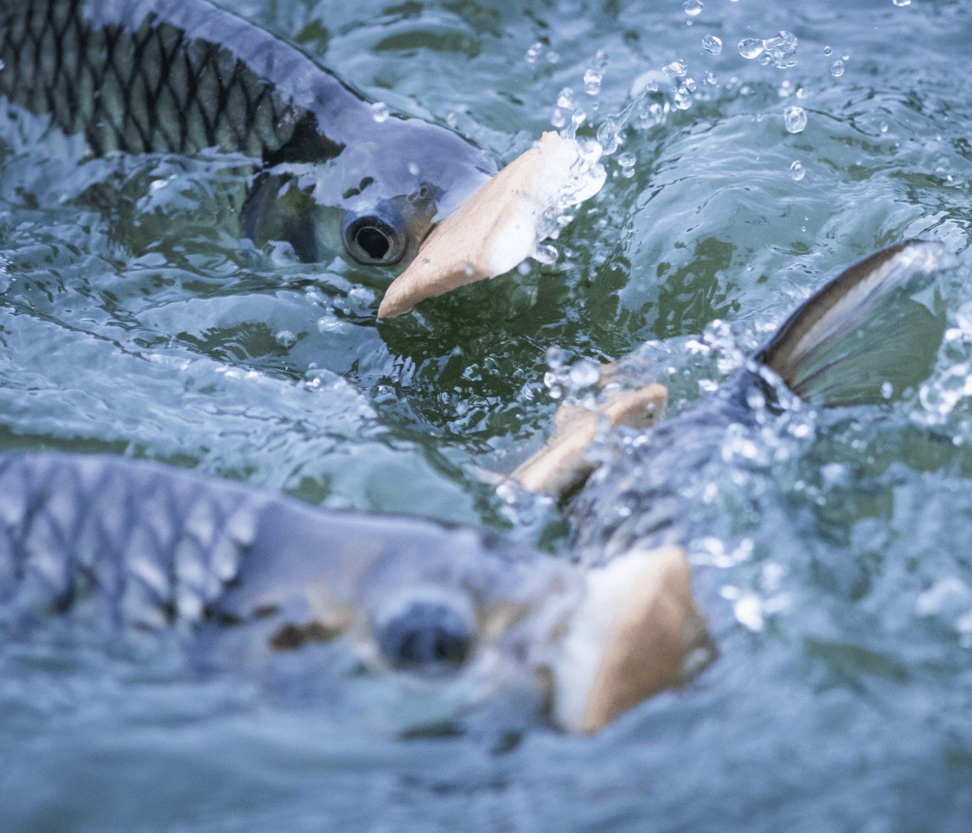Additive derived from poultry liver boosts tilapia’s cellular response