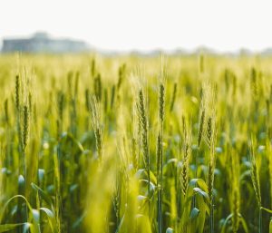 Argentina finaliza la siembra de trigo con 6 millones de...