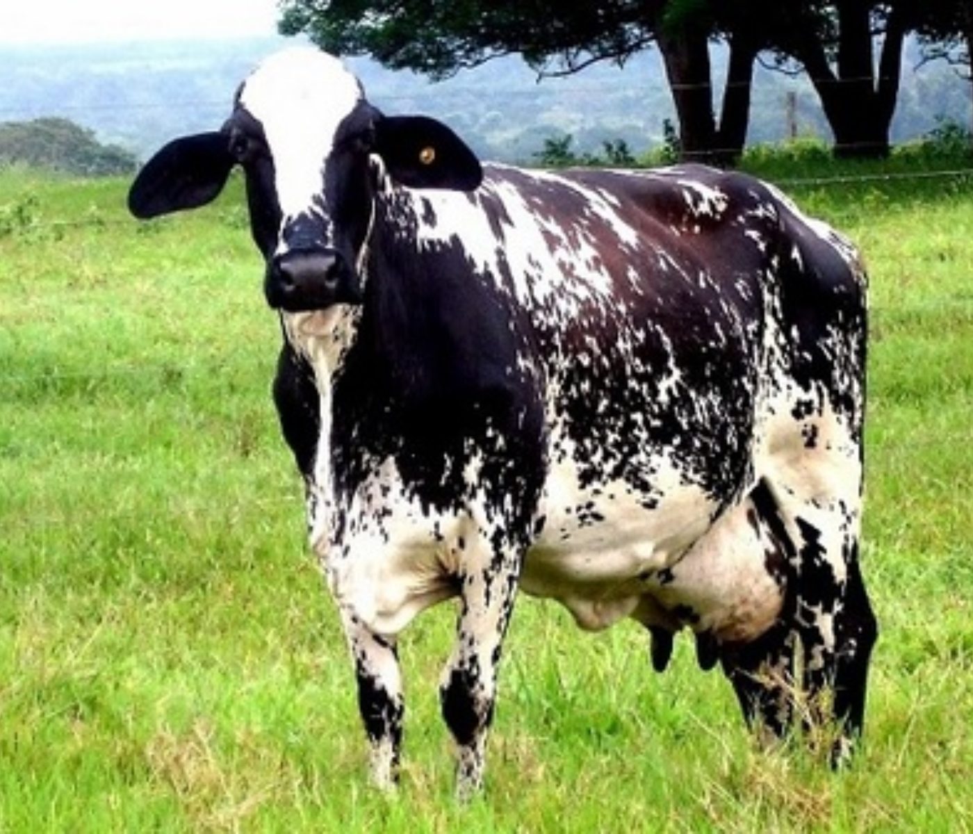Energy requirements of gestating dairy cows