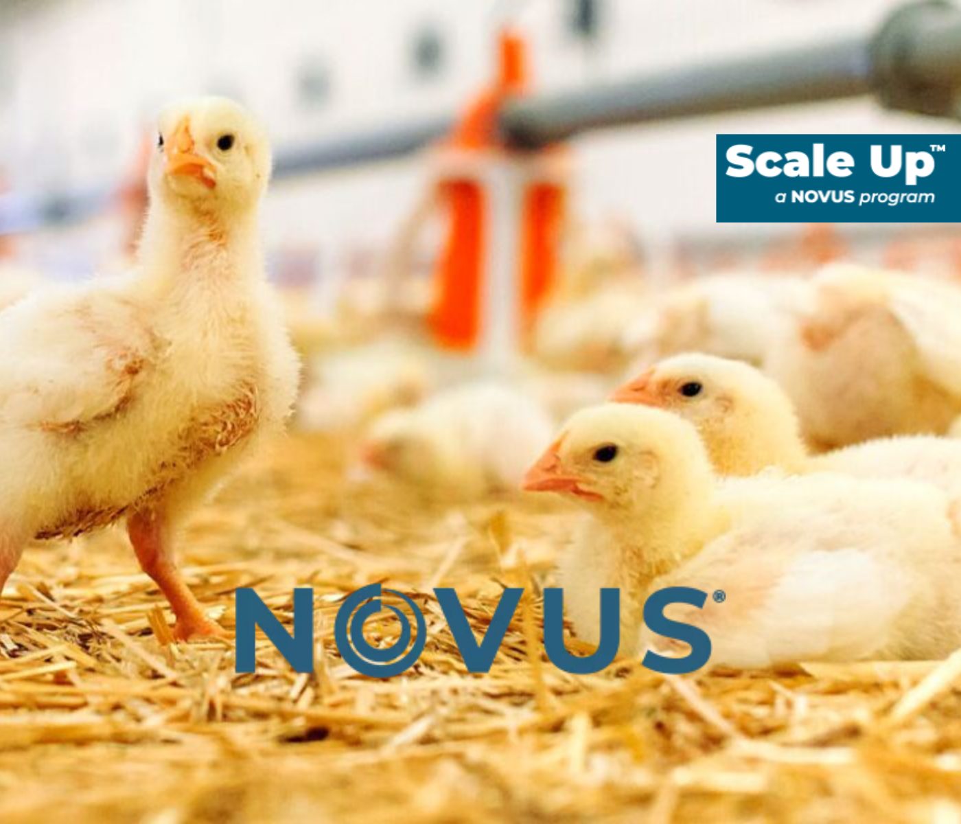 NOVUS apoya a la industria avícola con el nuevo programa Scale Up™