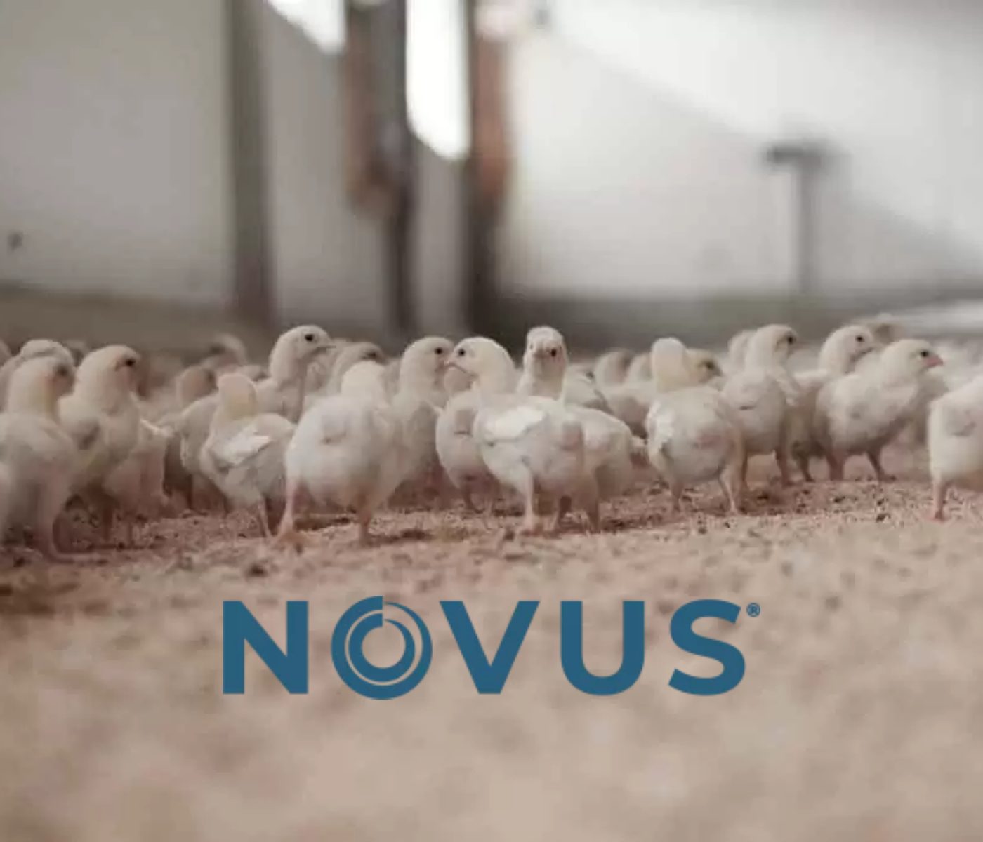 NOVUS Spotlights Poultry Industry Challenges at Symposium in Poland