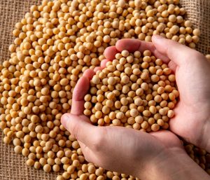 The USDA lowers its global soybean production estimate