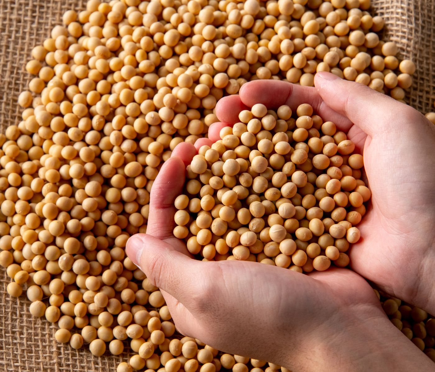 The USDA lowers its global soybean production estimate