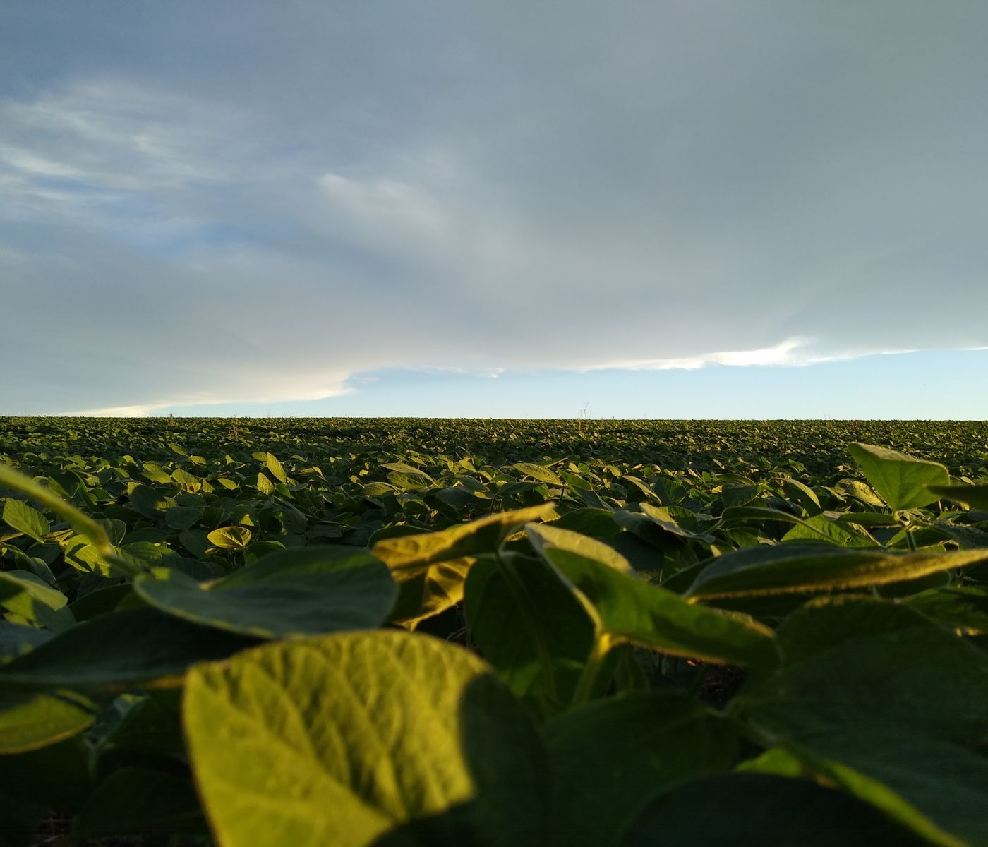 Climatic conditions favor South American soybean production