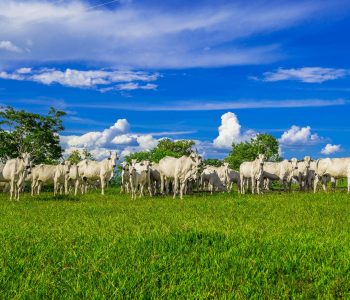 estudo-avalia-impacto-da-producao-de-carne-bovina