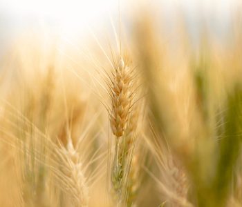 ms-pode-voltar-a-ser-polo-produtor-de-trigo-tropical