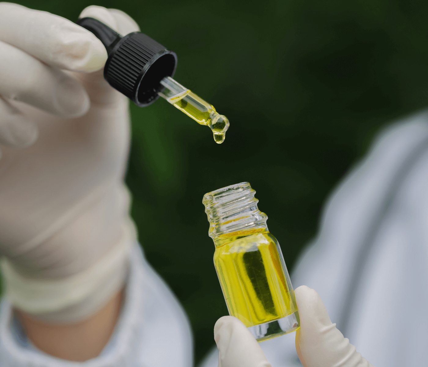 Novos óleos essenciais são avaliados como anestésicos para tambaquis