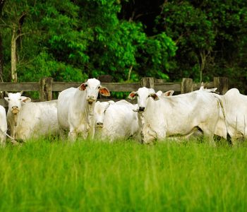 pecuaristas-devem-ter-cuidado-com-pastagens-na-estiagem